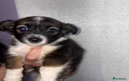 Mixed Breed dogs for sale: Mixed breed puppies for sale - Image 7