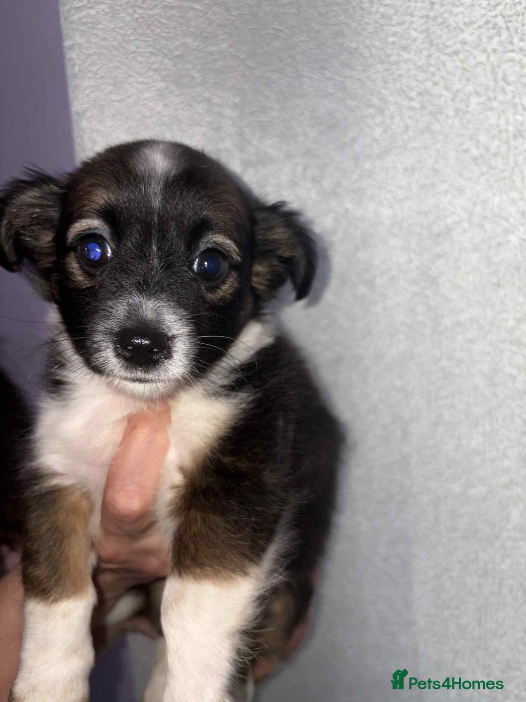 Mixed Breed dogs for sale: Mixed breed puppies for sale - Image 7
