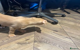 Mastiff dogs for sale: Mastiff X Puppies Looking for Forever Homes - Image 12