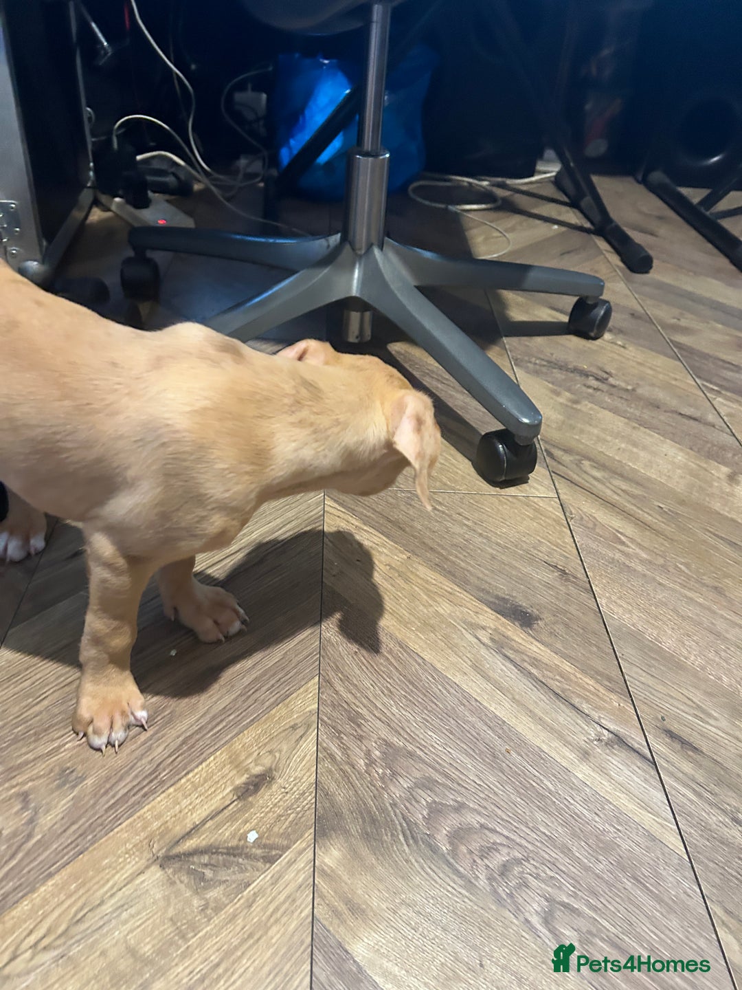 Mastiff dogs for sale: Mastiff X Puppies Looking for Forever Homes - Image 12