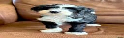 Tibetan Terrier dogs for sale: Beautiful Kc Registered Tibetan Terrier Puppies - Advert 27
