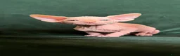 Sphynx cats for sale: Quality Health Tested Sphynx Kittens  - Advert 18