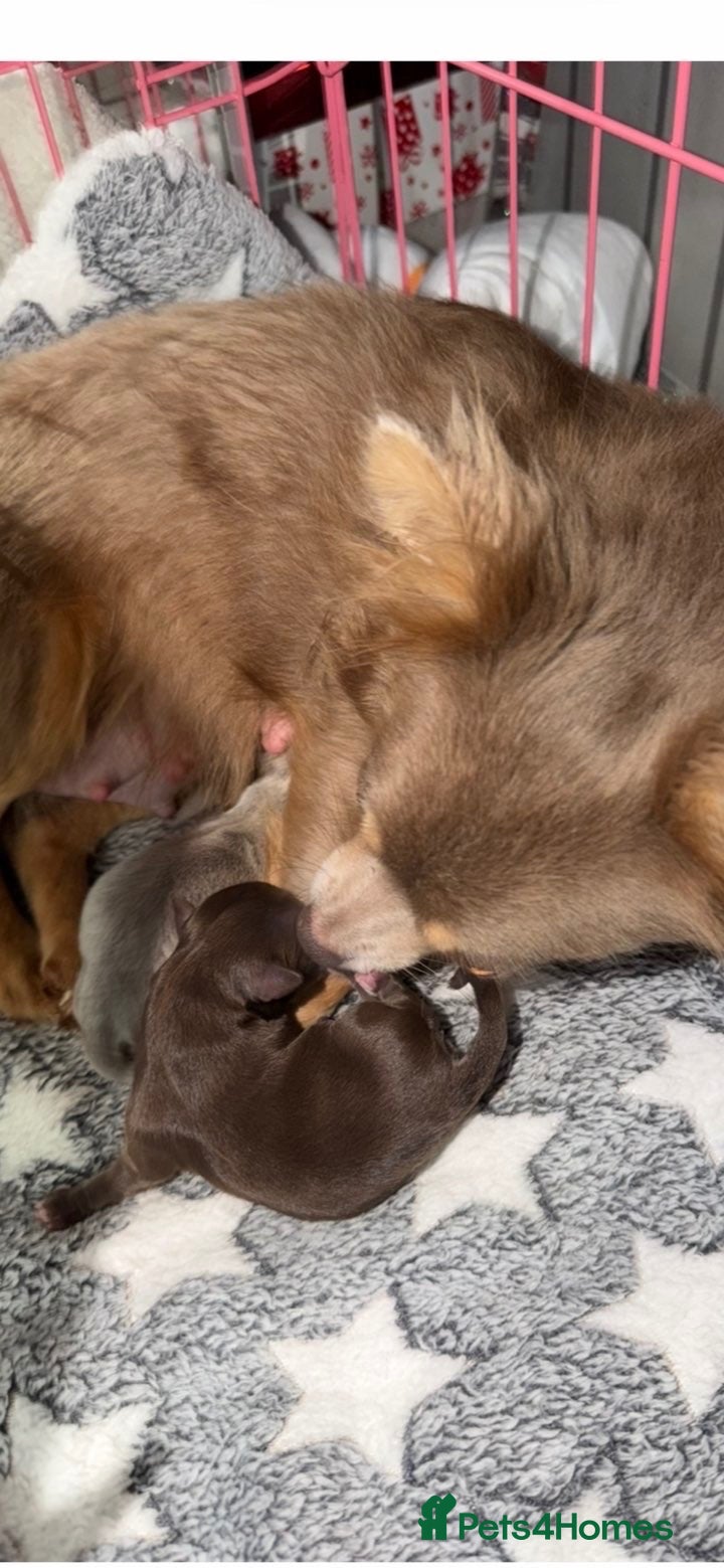 Chihuahua dogs Puppy’s for sale  - Advert 11