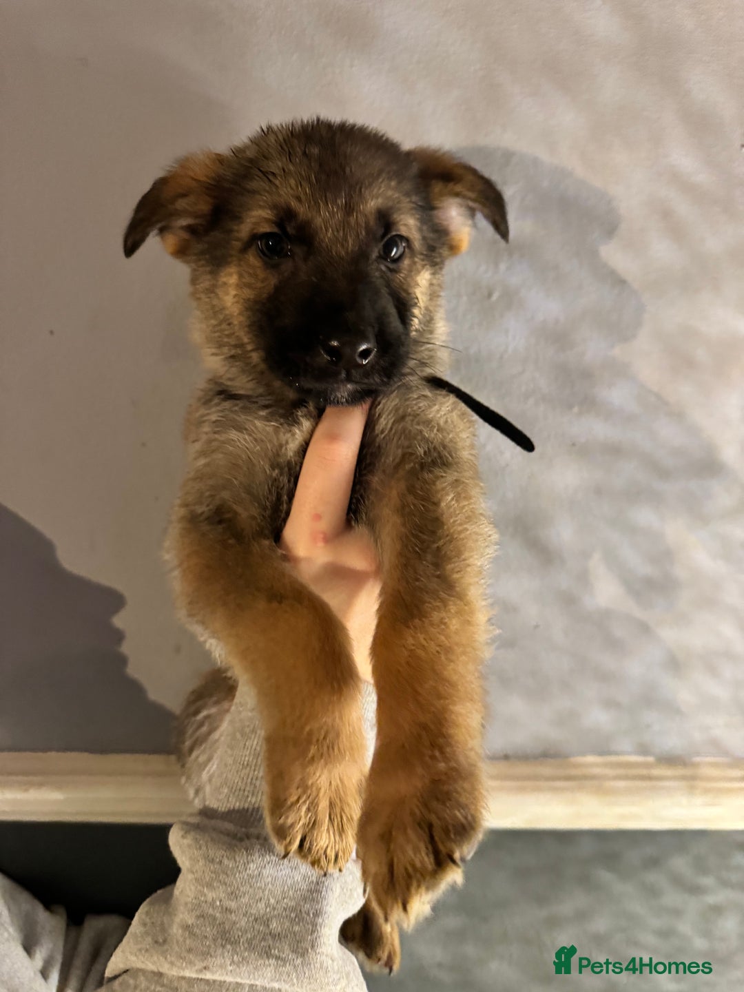 German Shepherd dogs for sale: Ready to meet your new best friend  - Advert 18