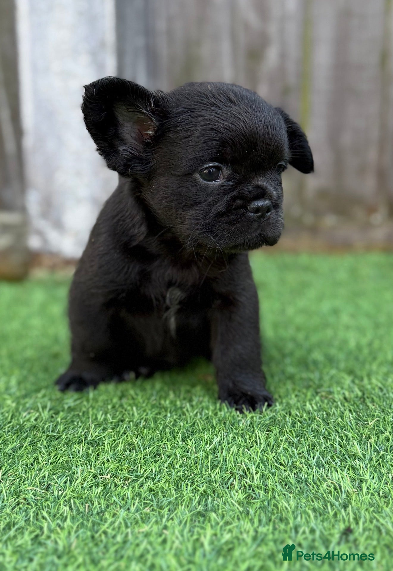 French Bulldog dogs 🦁 4 Left Full Fluffy French Bulldogs 🦁 - Advert 9