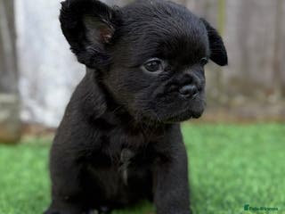 French Bulldog dogs 🦁 4 Left Full Fluffy French Bulldogs 🦁 - Advert 5