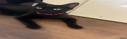 Mixed Breed cats for sale: Kittens  - Advert 1