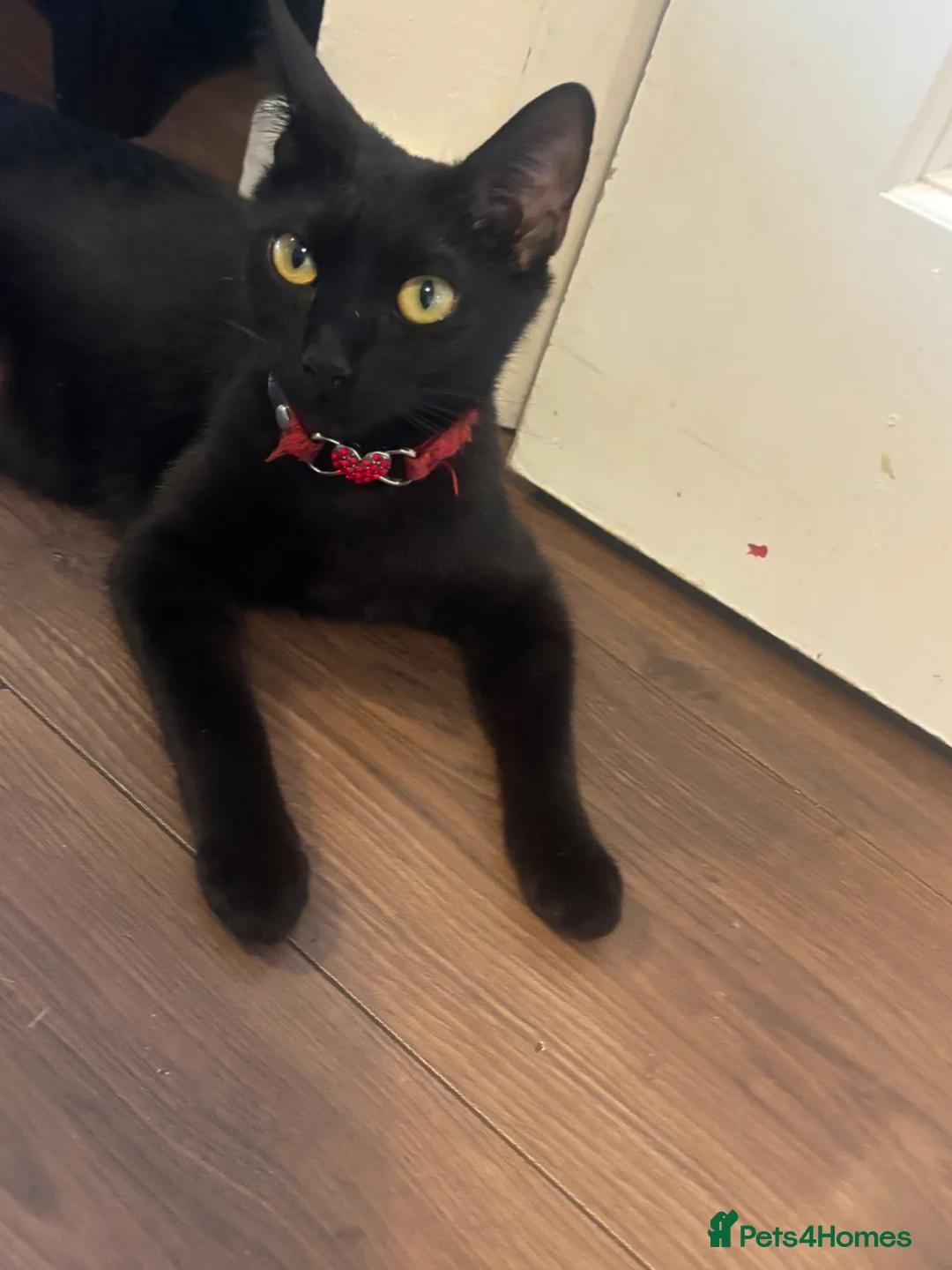 Mixed Breed cats for sale: Kittens  - Advert 1