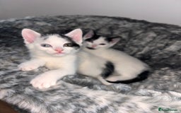 Mixed Breed cats for sale: Kittens available for sale with heterochromia - Image 2