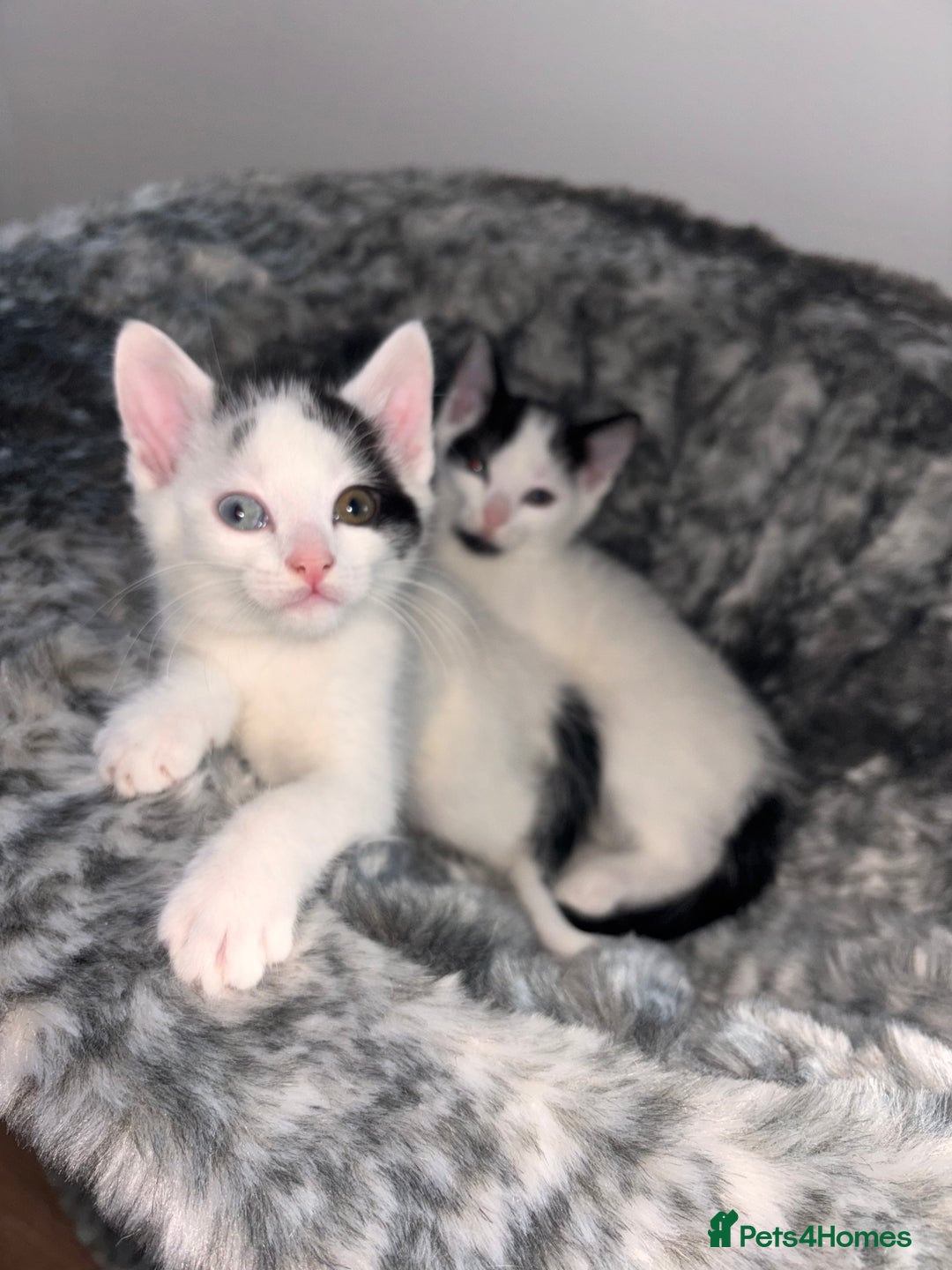 Mixed Breed cats for sale: Kittens available for sale with heterochromia - Image 2