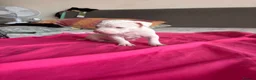 American Bully dogs for sale: Stunning American bully puppies for sale  - Advert 24