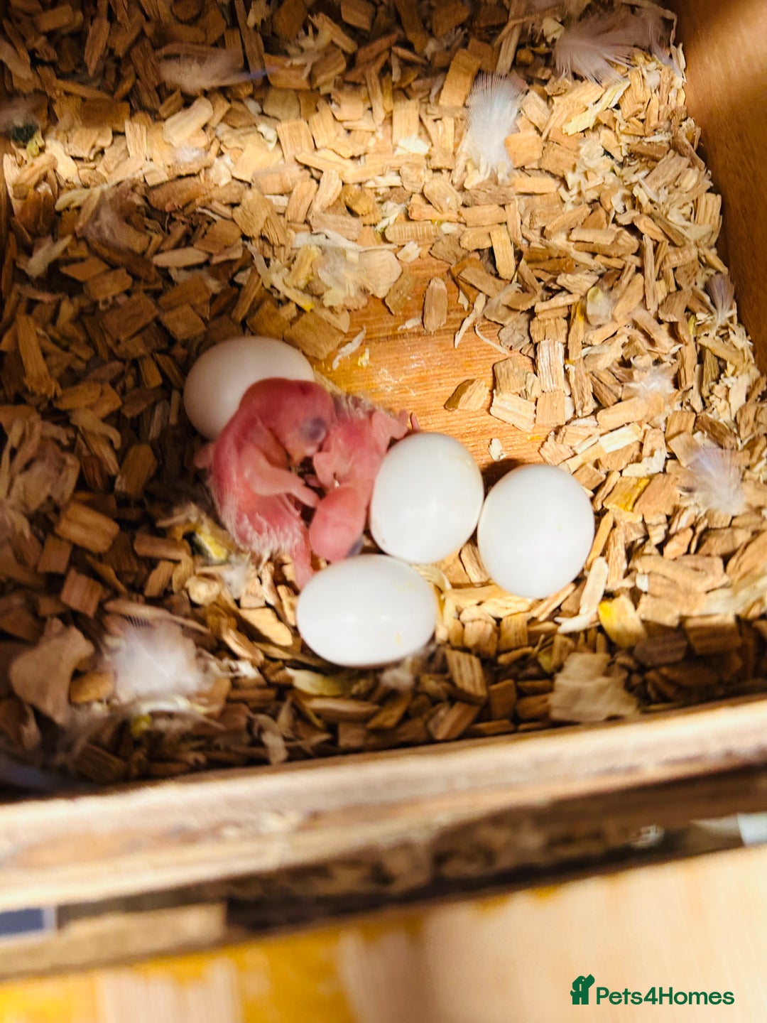 Budgerigars birds for sale: Adorable Handreared  baby budgies  - Advert 12
