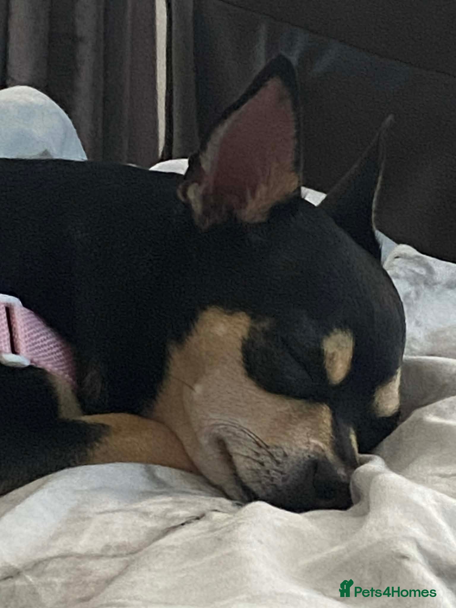 Lilly