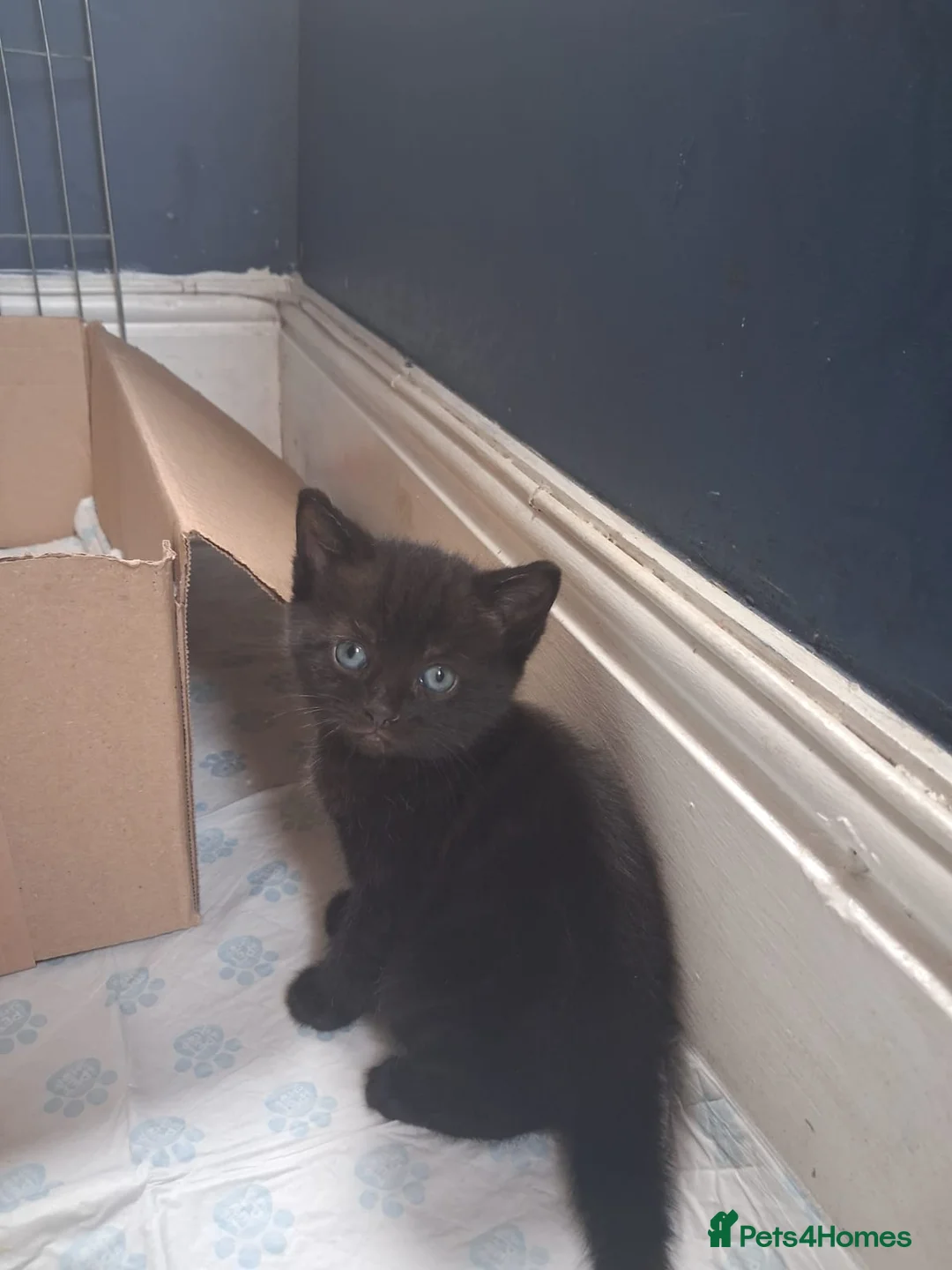 Domestic Shorthair cats for sale: Gorgeous kittens in Stoke-on-Trent - Advert 11