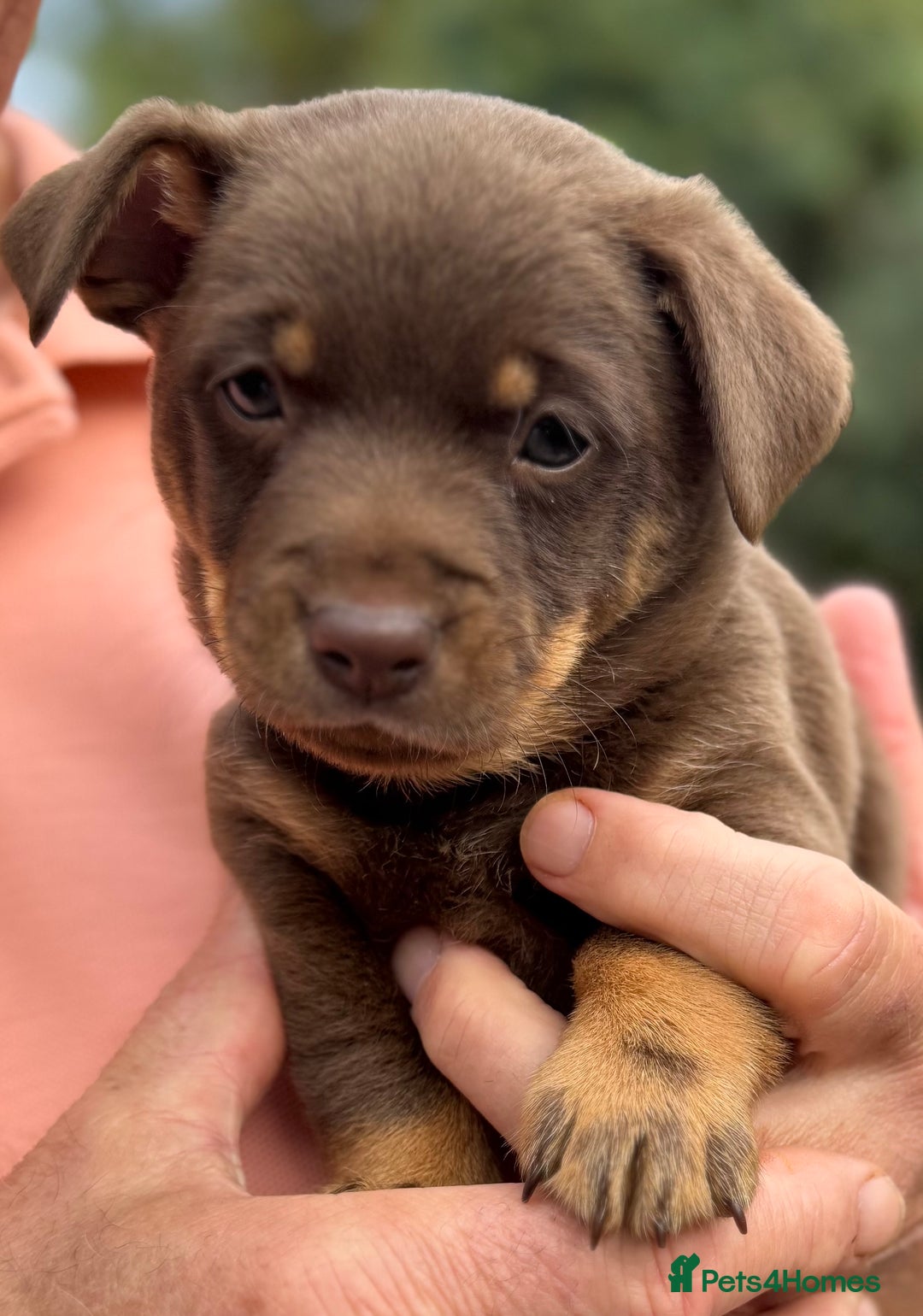 Lancashire Heeler dogs for sale: 6 Pedigree Lancashire Heeler Dogs for sale. - Image 10