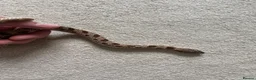 Mixed Breed reptiles for sale: Male Conda hognose - Advert 7
