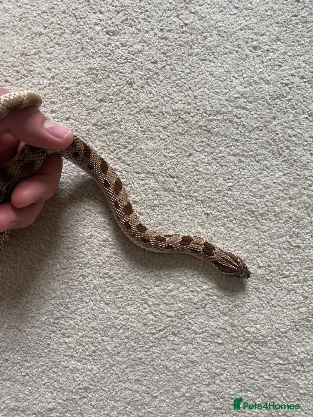 Mixed Breed reptiles for sale: Male Conda hognose - Advert 7