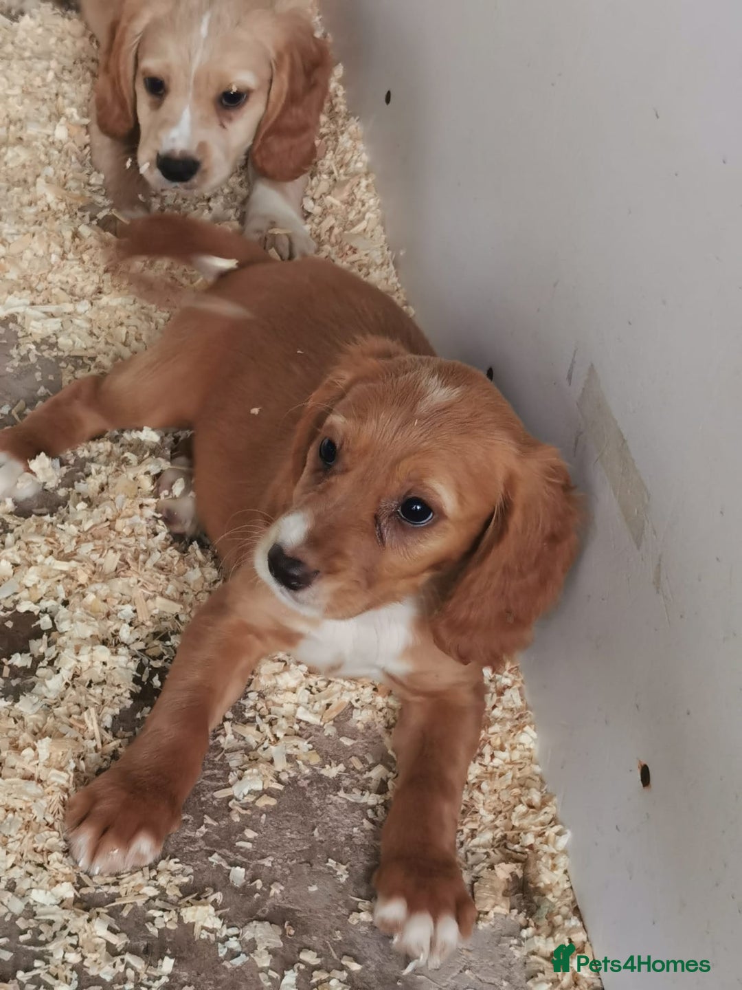 Cocker Spaniel dogs for sale: Fully vaccinated, Working type kc cocker spaniels - Image 19