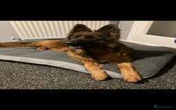 German Shepherd dogs for sale: German Sheppherd - Image 4