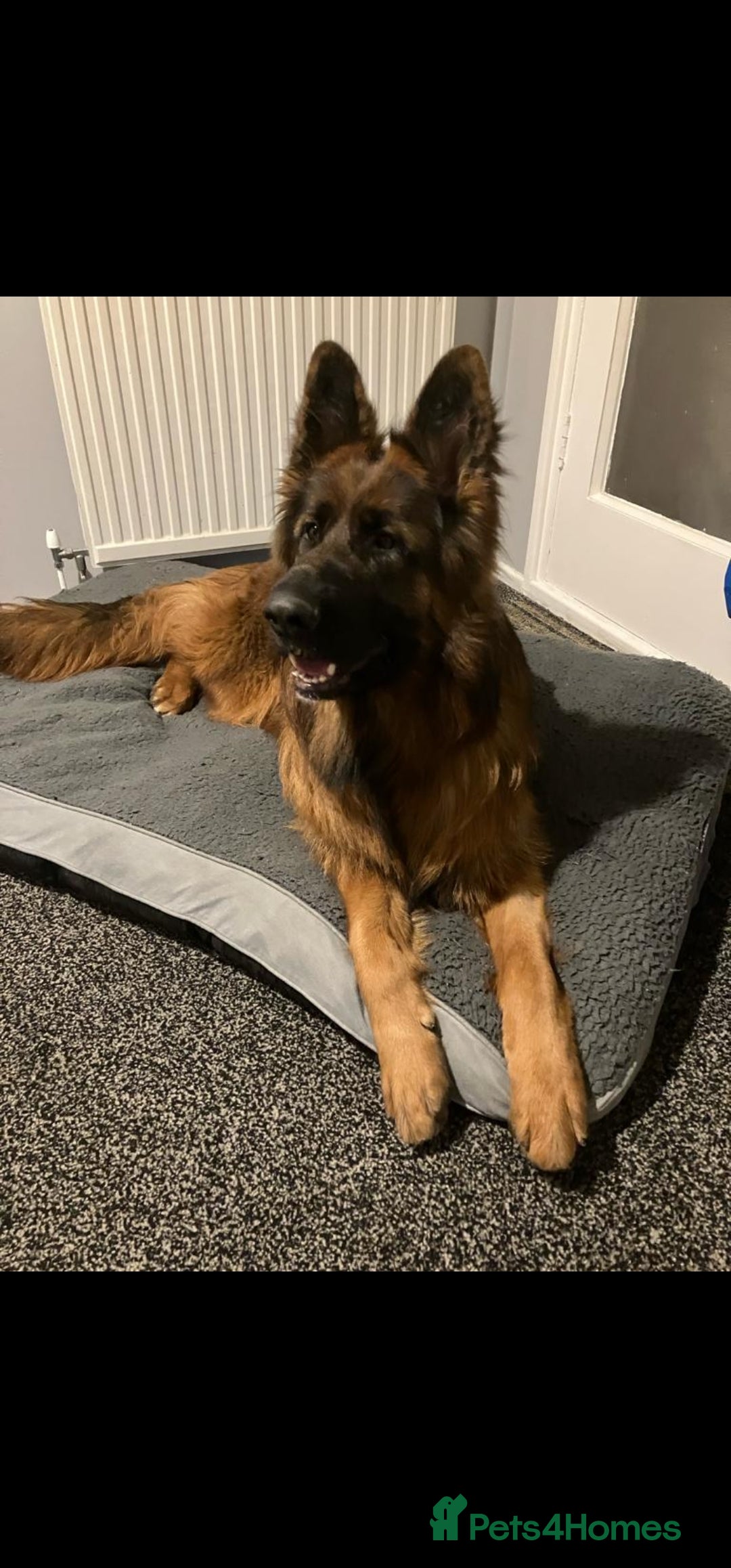 German Shepherd dogs for sale: German Sheppherd - Image 4