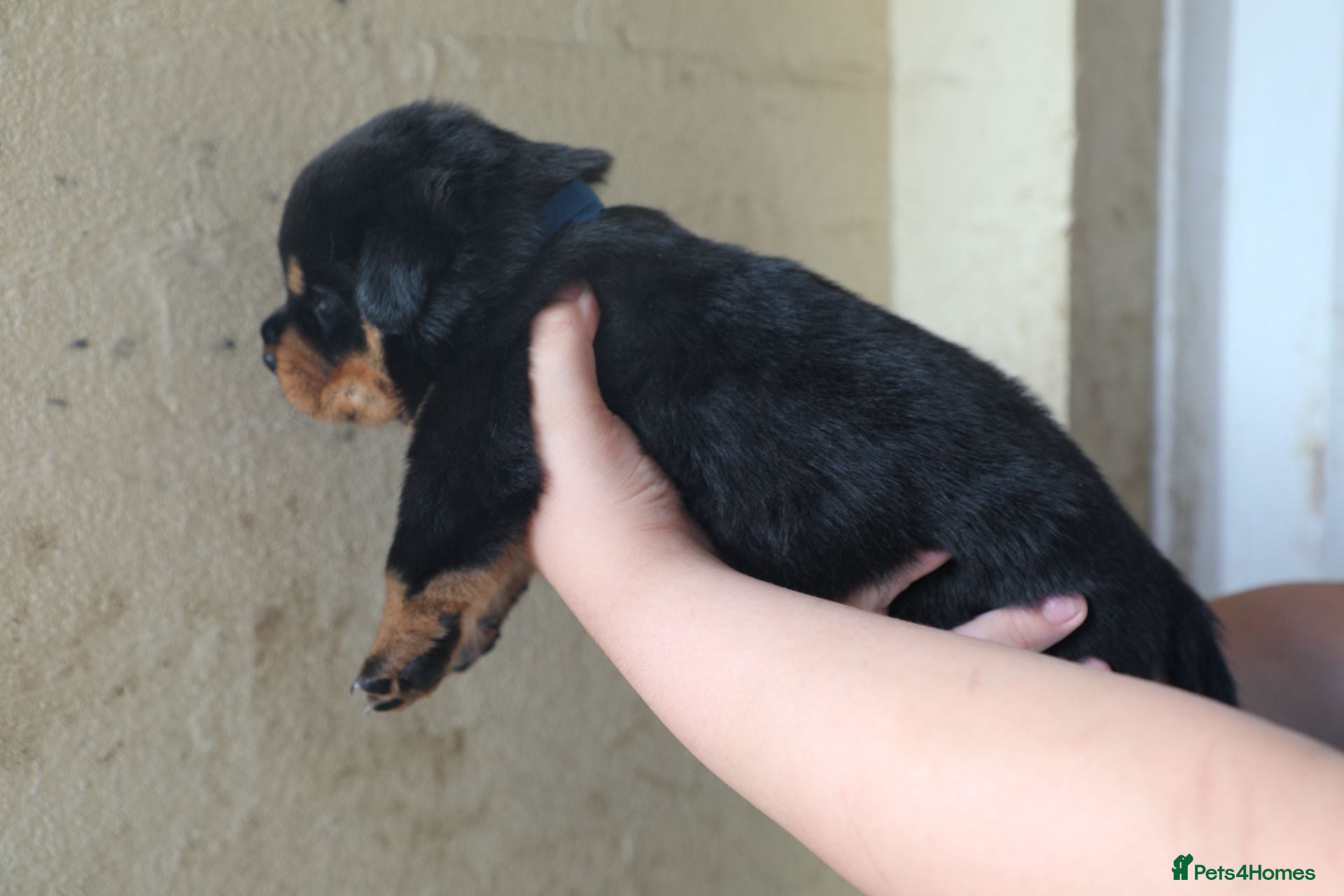 Rottweiler dogs for sale: Limited Pedigree Registered Rottweiler Puppies - Advert 8