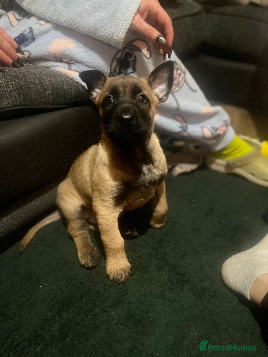 Belgian Shepherd Dog dogs for sale: Belgian malinois  - Image 5