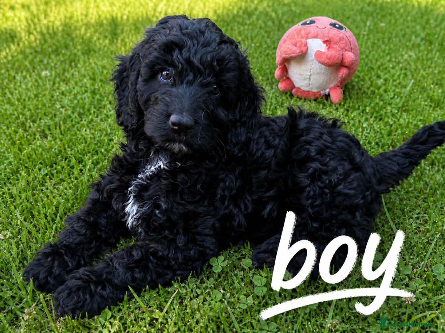 Australian Labradoodle dogs  2 Boy and 1 Girls available ready to go now - Advert 13