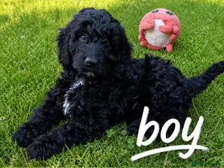 Australian Labradoodle dogs 2 Boy and 1 Girls available ready to go now - Advert 13