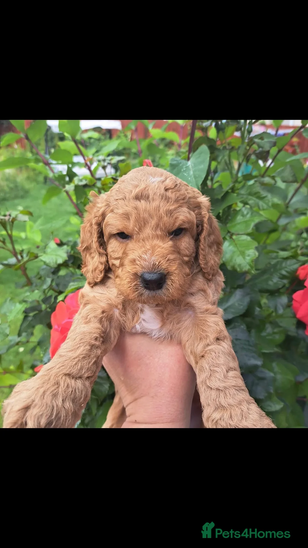 Cockapoo dogs for stud: cockapoo stud  in Aberlour - Advert 15