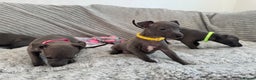 Italian Greyhound dogs for sale: KC registered blue Italian greyhounds for sale - Advert 26
