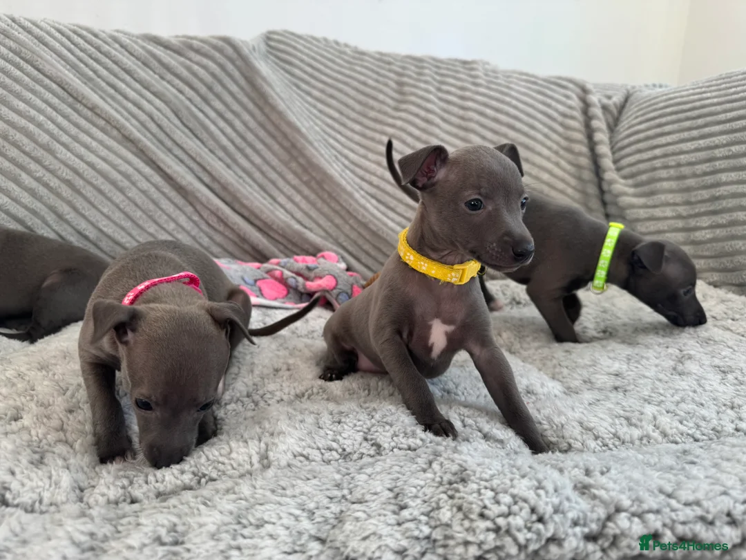 Italian Greyhound dogs for sale: KC registered blue Italian greyhounds for sale - Advert 26
