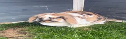 Mini Lop rabbits for sale: Adorable mini lop rabbits for sale ❤️ - Advert 11