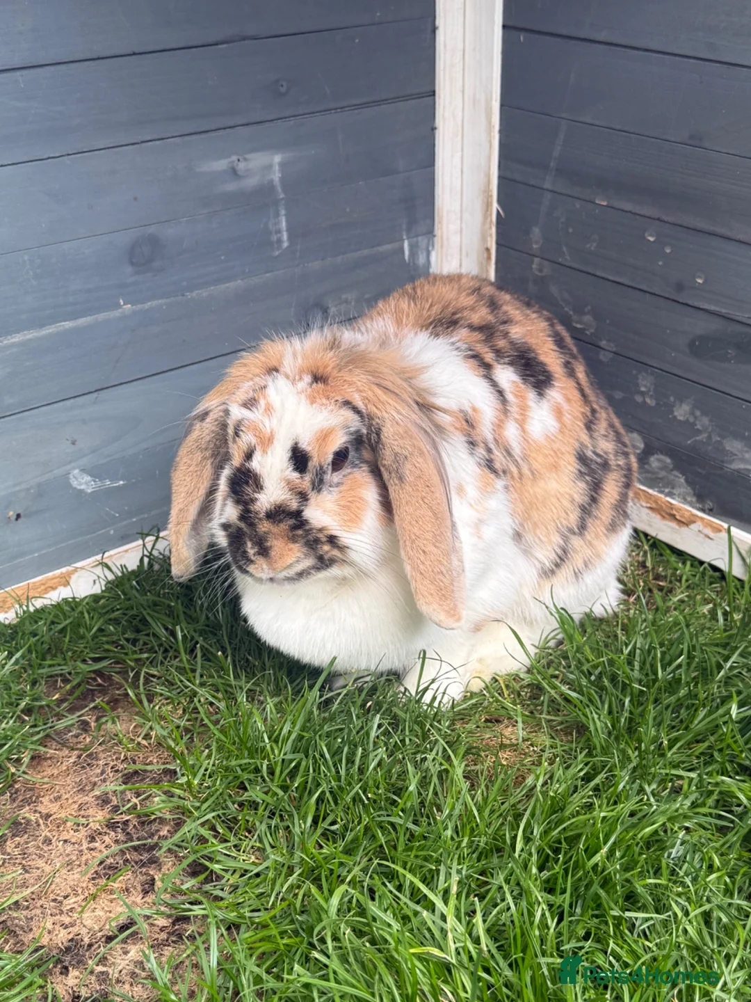 Mini Lop rabbits for sale: Adorable mini lop rabbits for sale ❤️ - Advert 11