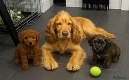 Cockapoo dogs for sale: Cockapoo puppies - Image 2