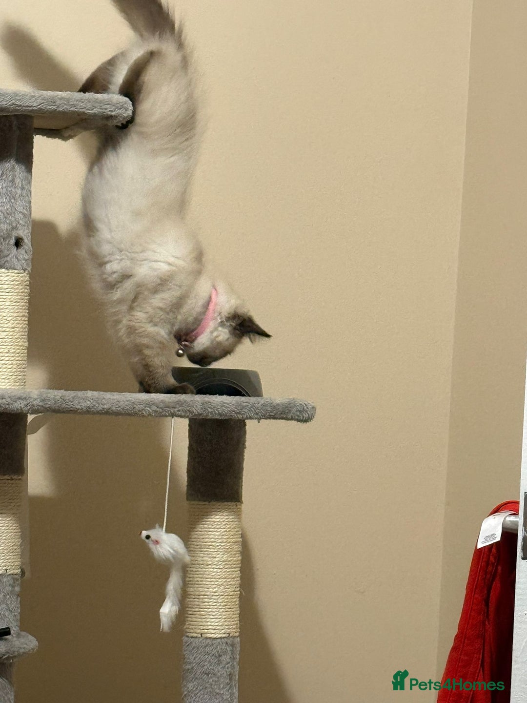 Ragdoll cats for sale: Tilly - Advert 6