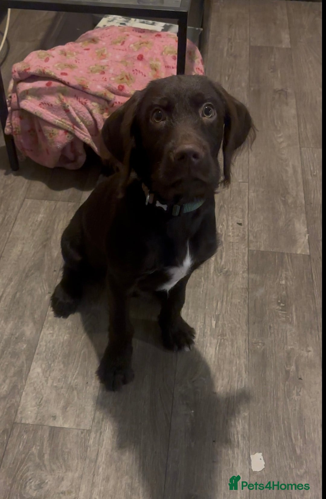 Mixed Breed dogs for sale: Springer spaniel puppy  - Advert 1