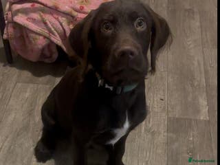 Mixed Breed dogs Springer spaniel puppy - Advert 6