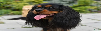 Cavalier King Charles Spaniel Puppy 2