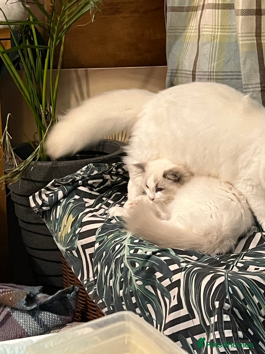 Ragdoll cats for sale: Rare blue+lilac bicolour + blue tortie kittens - Advert 23