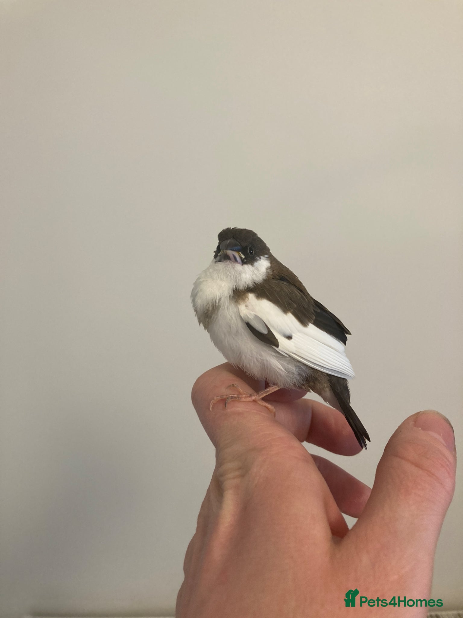 Finches birds Pair of juvenile Bengalese Society Finches - Advert 1