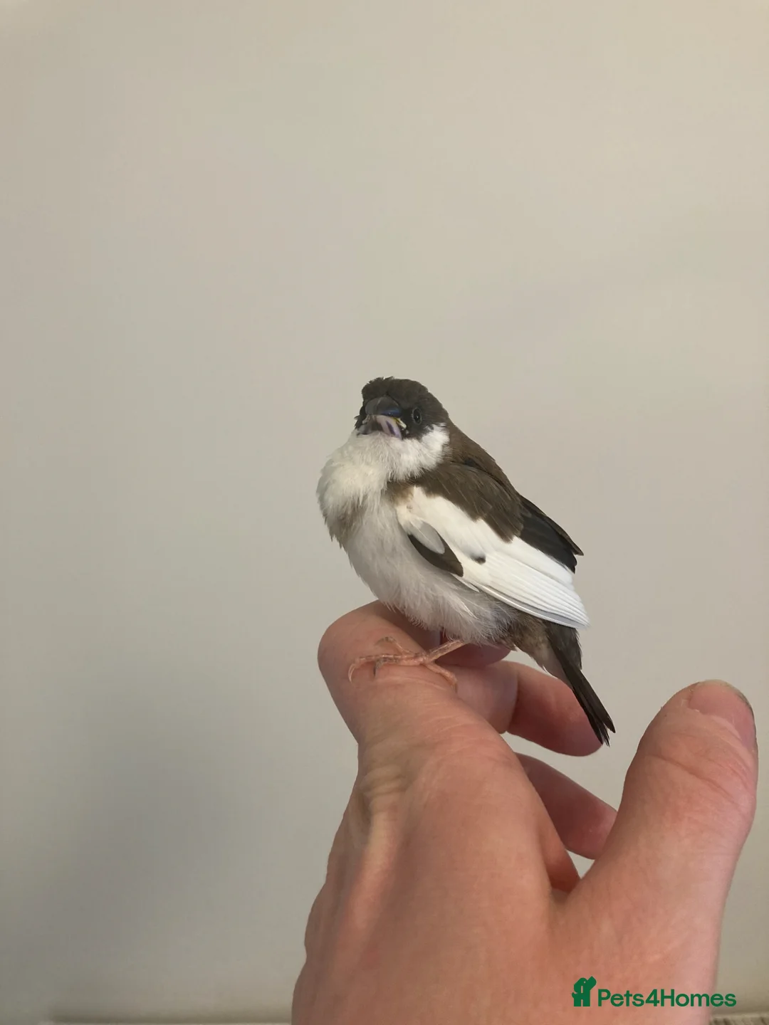 Finches birds for sale: Pair of juvenile Bengalese Society Finches - Advert 1