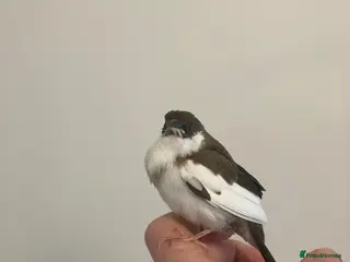 Finches birds Pair of juvenile Bengalese Society Finches - Advert 1