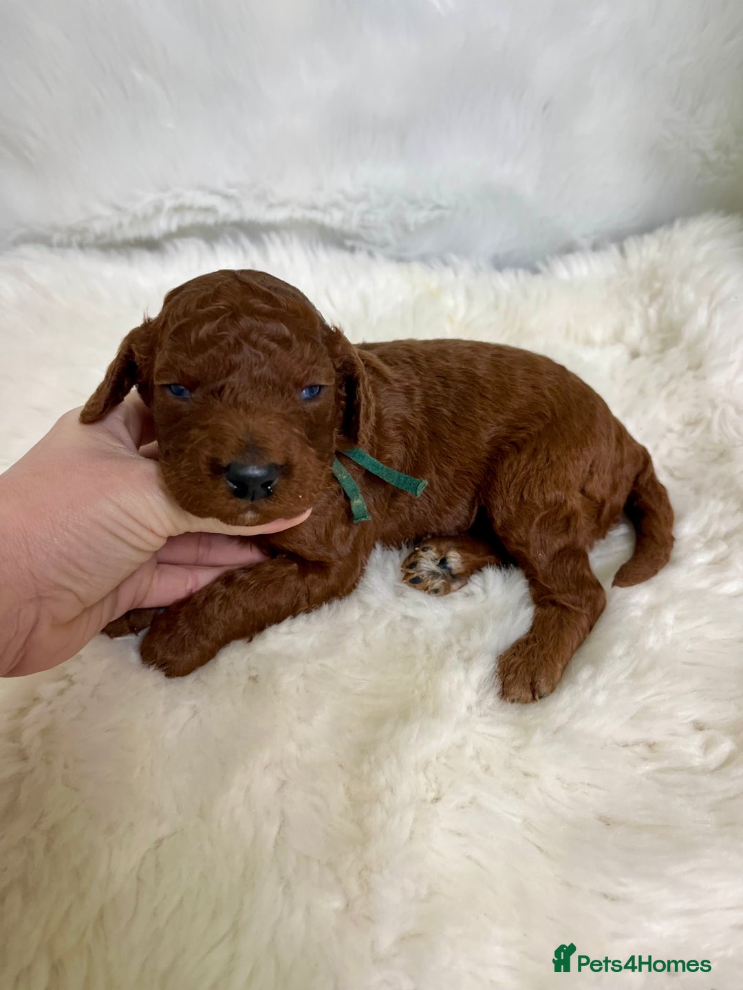 Goldendoodle dogs for sale: multigenerational Australian Red double doodles  - Advert 4