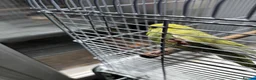 Budgerigars birds for sale: Budgerigars in Newport - Advert 4