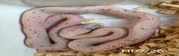 Corn Snake reptiles for sale: Palmetto and caramel palmetto corn snakes  - Advert 28