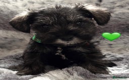 Miniature Schnauzer dogs for sale: Miniature Schnauzer Puppies - Image 7