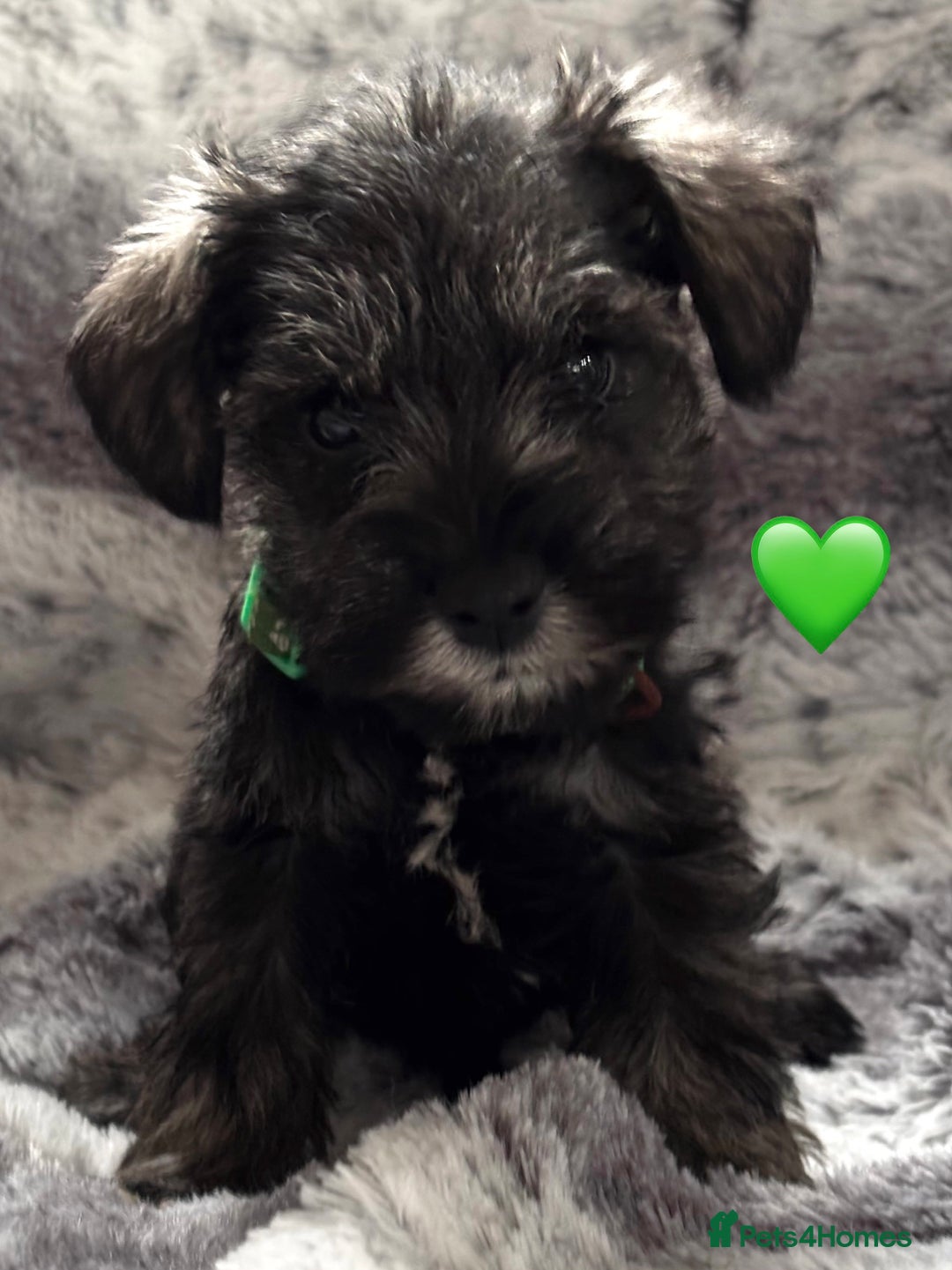 Miniature Schnauzer dogs for sale: Miniature Schnauzer Puppies - Image 7