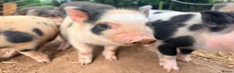 Pig livestock for sale: 1 x kunekune x boar and 3 kunekune x male piglets in Abergavenny - Advert 3