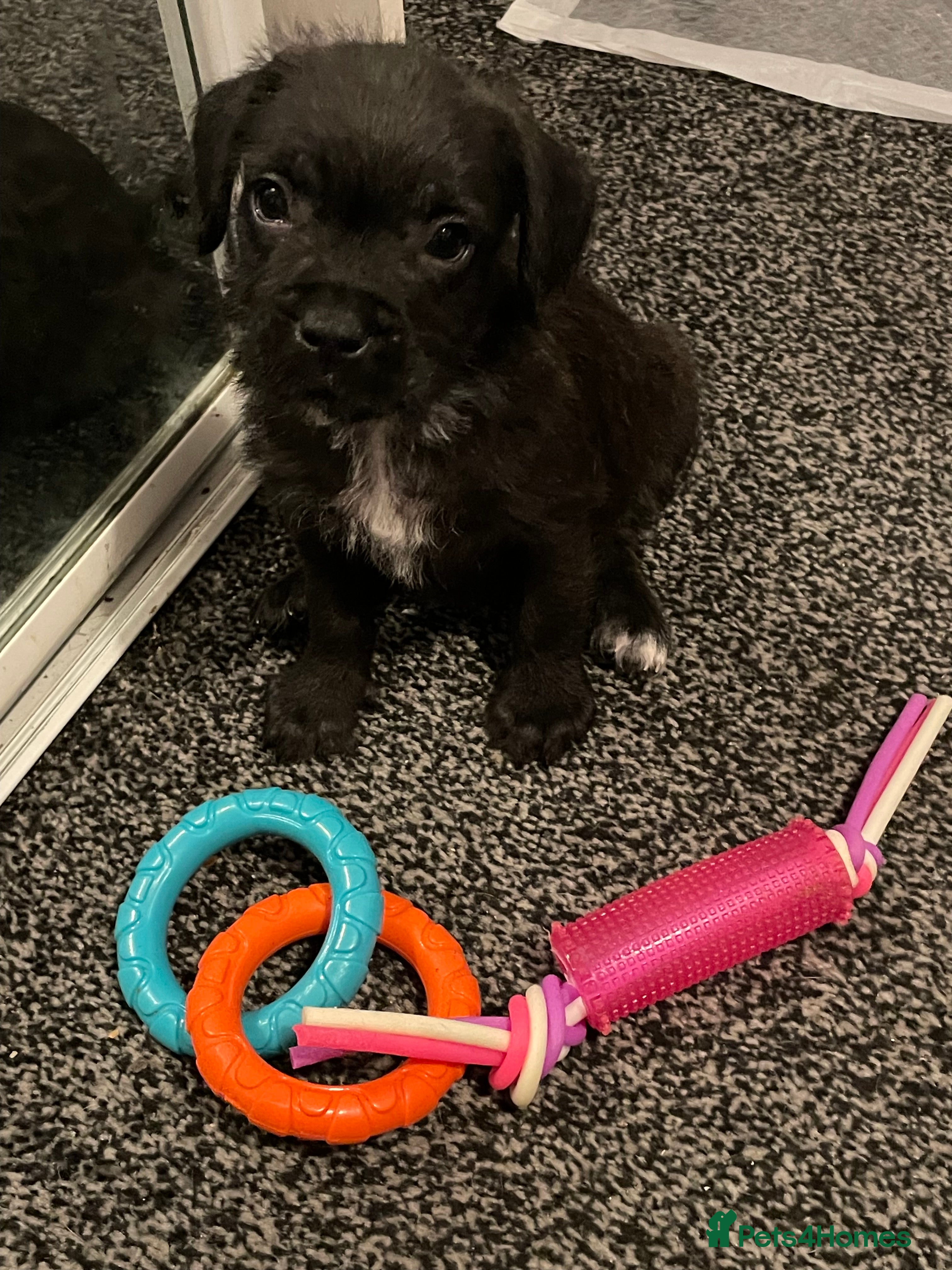 Mixed Breed dogs 1 BEAUT MALE & 1 PRINCESS FEMALE PUPPIES - Advert 2