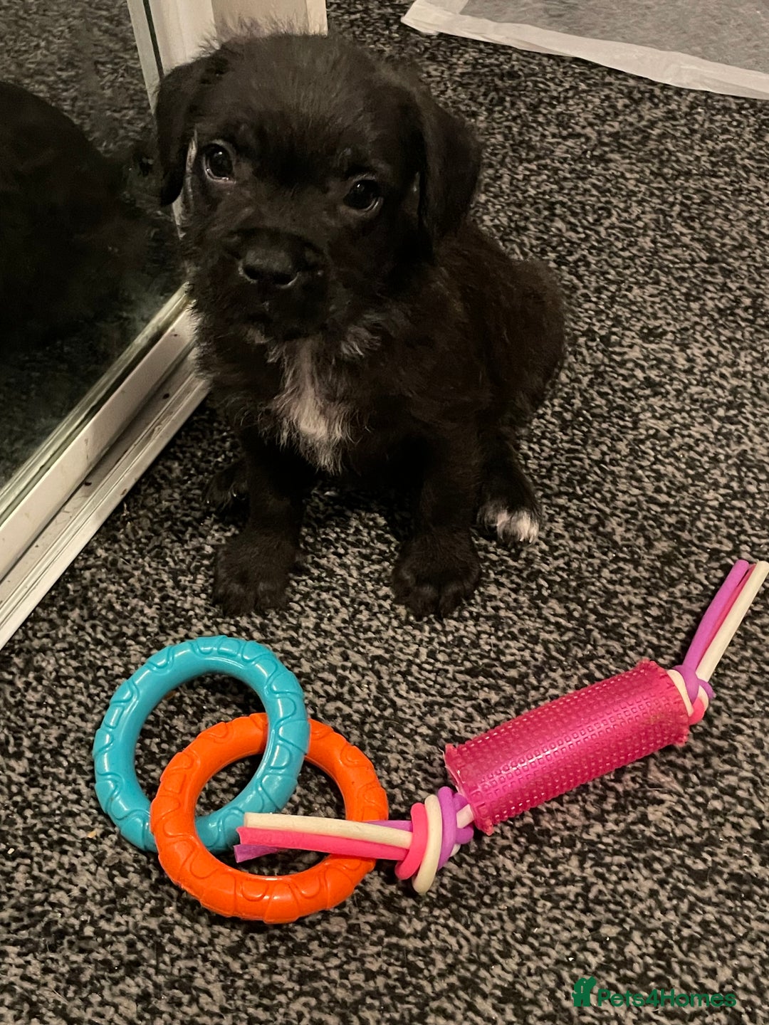 Mixed Breed dogs for sale: READY FOR THERE FOREVER HOMES 1 GIRL & - BOY  - Advert 33